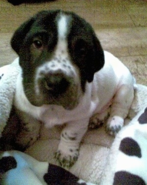 Mr Darcy the Ba-Shar puppy in a dog bed