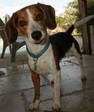 Fred the Beagle standing on a flag stone surface with his head tilted to the right