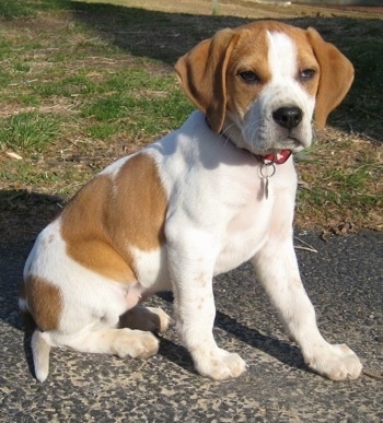 Puppies Breeds on Darley The Beagle Mix Puppy At 12 Weeks Old Her Mom Was A Rescued