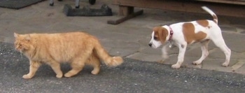Darley the 13 week old Beagle mix checking out Sandy the cat