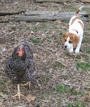 Mixed-Breed Chickens