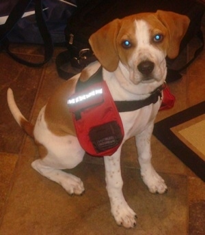 Darley the Beagle mix at 5 months old with his backpack