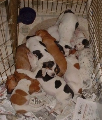 Darley, the Beagle mix with her littermates