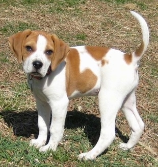 Beagle Puppies on Darley  The Beagle Mix Puppy At 12 Weeks Old