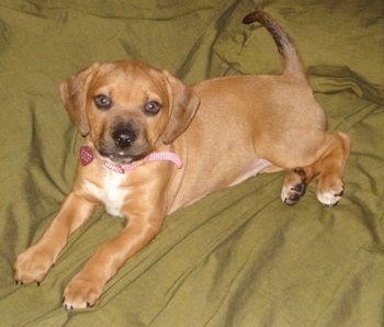 Cat Woman - Beagle Mix Puppy