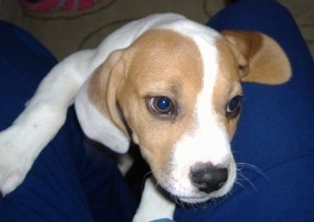 Oden (AKA Batman) as a puppy at about 12 weeks old