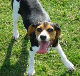 Lilly the Beaglier outside play bowing with his mouth open and tongue out