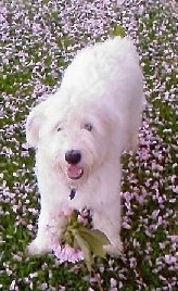 Teddy the Bearded Collie Puppy standing in a field of lilacs