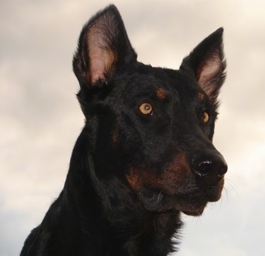 Close up - Haunter the Beaucerons face