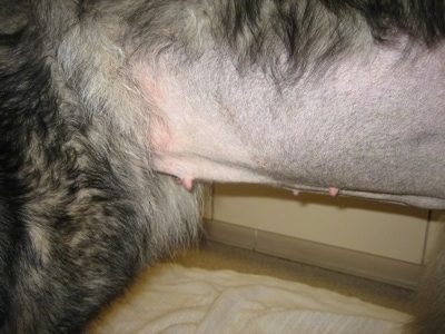 Close Up - Shiloh Shepherd Stomach being affected by bloat