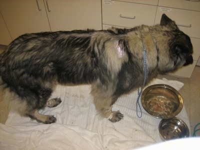 The right side of a gray and black Shiloh Shepherd that is standing on a blanket over its dog food