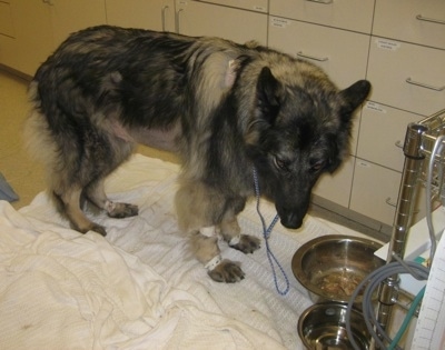 The front right side of a Shiloh Shepherd that is standing on a blanket in front of food bowl not wanting to eat its dog food