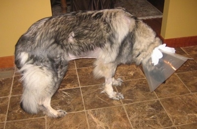 The right side of a Shiloh Shepherd wearing a dog cone and standing across a tiled floor.