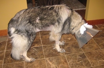 BloatCanineShilohShepherdMeadowPain2.jpg