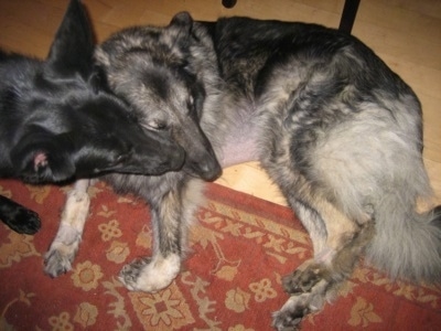 Shiloh Shepherd laying near a rug and theres another dog walking into the picture
