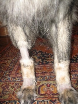 Close Up - A portion of a Shiloh Shepherds left leg is shaved