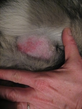 Close Up - Shiloh Shepherd with a rash on its skin and a head below it for a size comparison.