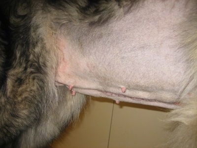 Close Up - Shiloh Shepherd with staples on its stomach after bloat surgery