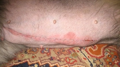 Close Up - The stomach of a Shiloh Shepherd with staples and bruising near the stitches