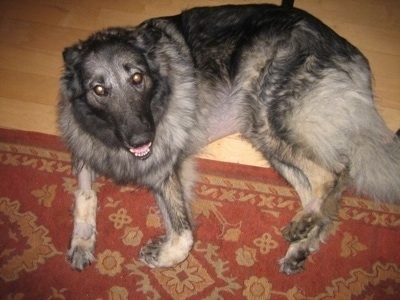 The left side of a Shiloh Shepherd that is laying down on a floor next to a rug after bloat surgery