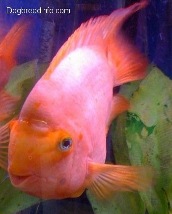 Close Up - A very large orange Blood Parrot next to a leaf. It looks like it is smiling