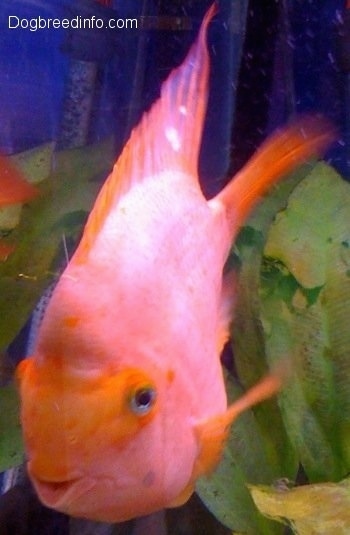 A large orange adult smiling blood parrot fish is swimming near a green plant