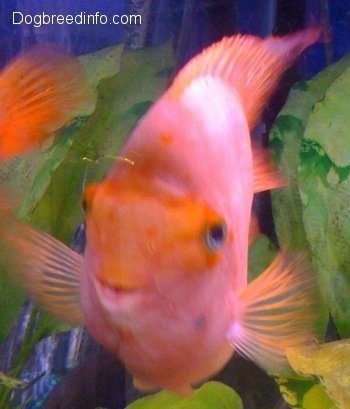 Close Up - A happy adult Blood Parrot is swimming up with plants behind him