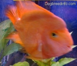 A, adult Blood Parrot is swimming in front of an underwater plant