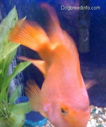 A large Blood Parrot is swimming down in the middle of an aquarium