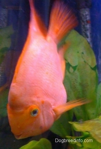 A large happy Blood Parrot is swimming in a plant