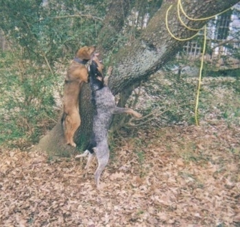 ... Coonhound at six months old with Loki, a Cur mix tr