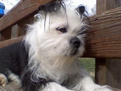 Shih+tzu+mix+breeds