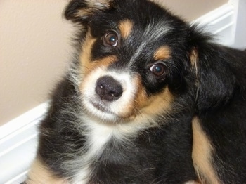 Close Up - The front left side of a black with white and tan Border-Aussie Puppy that is laying against a baseboard and it is looking up.