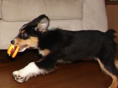 Australian Cattle  Pictures on Hybrid  Border Collie   Australian Shepherd Mix  Puppy At 3 Months Old