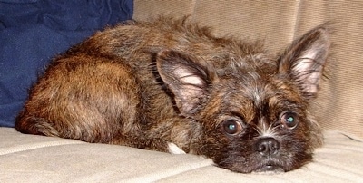 The right side of a brown with white and black Bosapso that is laying down across a couch and it is looking forward.