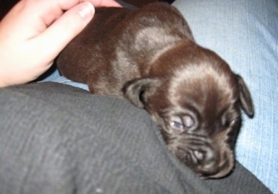 Close up - Topdown view of a brown Boweimar puppy that is laying in the lap of a person. A person has there hands on the back of a the puppy.