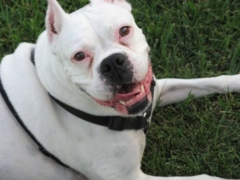 Vera the Boxer laying outside in grass with its mouth open and looking back at the camera holder