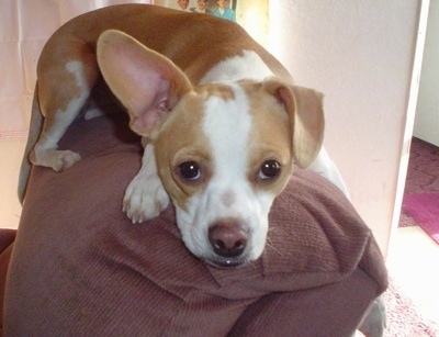 Close Up - Cheech the Brat laying on the back of a recliner and looking at the camera holder