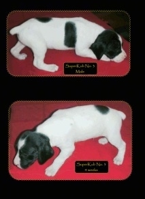 Two pictures of a Brittany Bourbonnais puppy, Superkub#13 Male 4 Weeks old.