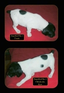 Two pictures of a Brittany Bourbonnais puppy, a Female 7 and 4 weeks old