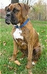 Bruno the Boxer as a Puppy sitting outside in a leafy field