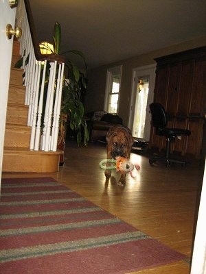 Bruno the Boxer walking with his new toy