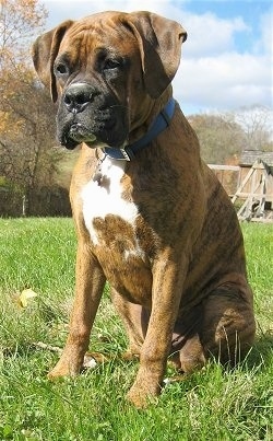 Bruno the Boxer puppy sitting outside