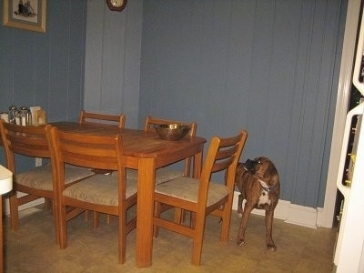 Bruno the Boxer puppy looking at a bowl on a table