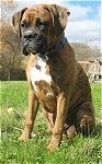 Bruno the Boxer as a Puppy sitting outside in grass with a house in the background