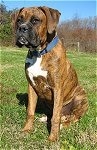 Bruno the Boxer as a Puppy sitting outside in grass with tree brush in the background