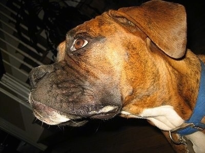 Bruno the Boxer puppy with slobber on his lower lip