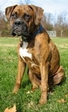 Bruno the Boxer as a Puppy sitting outside in grass with a structure in the background