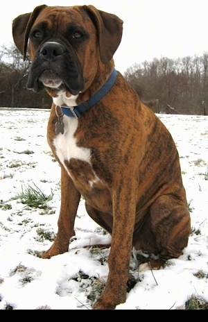 Bruno the Boxer puppy sitting outside in snow