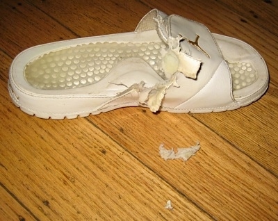 Chewed Up Jordan Brand flip flop